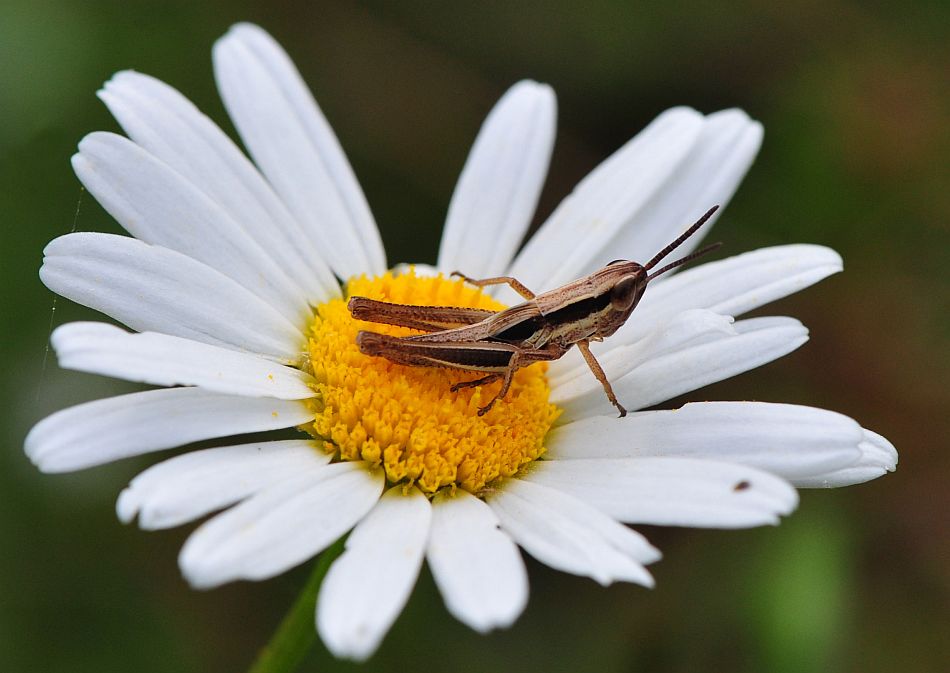 La vita in un fiore - seconda parte